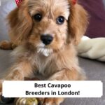 Best Cavapoo Breeders in London-template