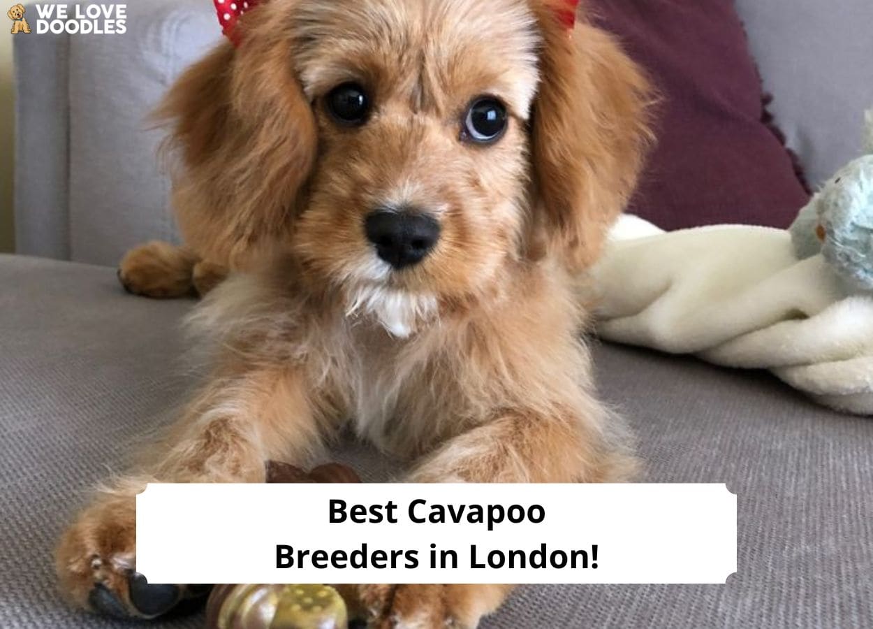 Best cavapoo hot sale breeders