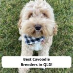 Best-Cavoodle-Breeders-in-QLD-template