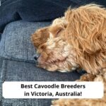 Best-Cavoodle-Breeders-in-Victoria-Australia-template
