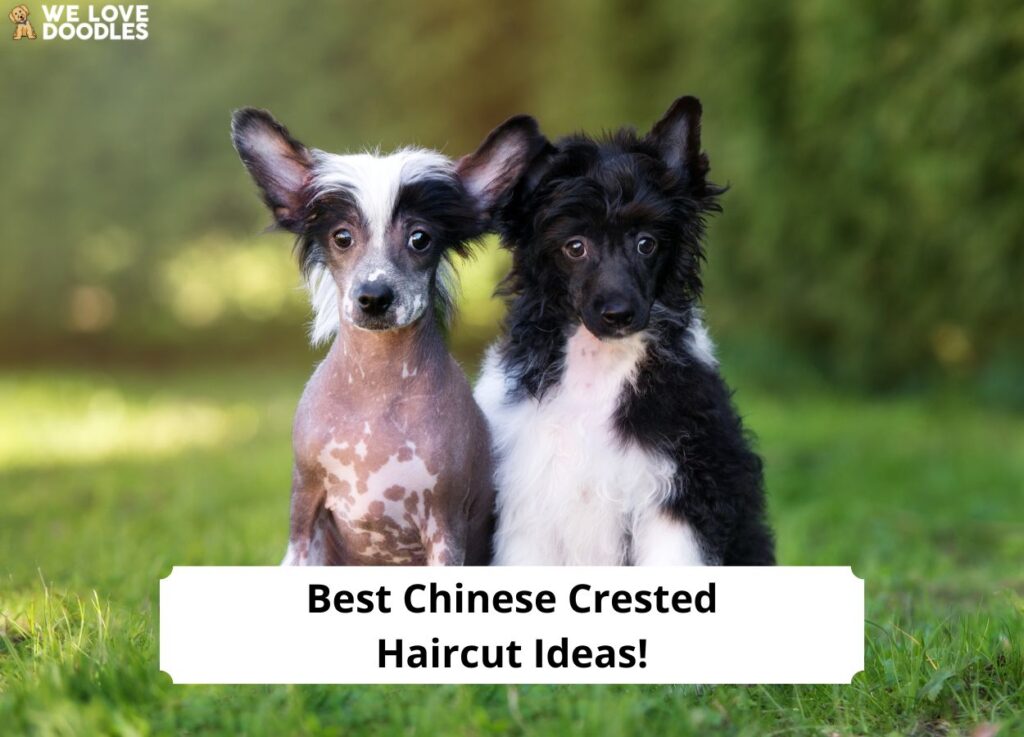 Best-Chinese-Crested-Haircut-Ideas-template