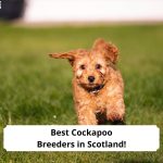 Best-Cockapoo-Breeders-in-Scotland-template