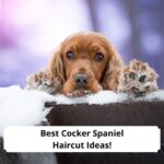 Best-Cocker-Spaniel-Haircut-Ideas-template