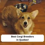 Best-Corgi-Breeders-in-Quebec-template