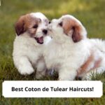 Best-Coton-de-Tulear-Haircuts-template