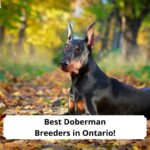 Best-Doberman-Breeders-in-Ontario-template