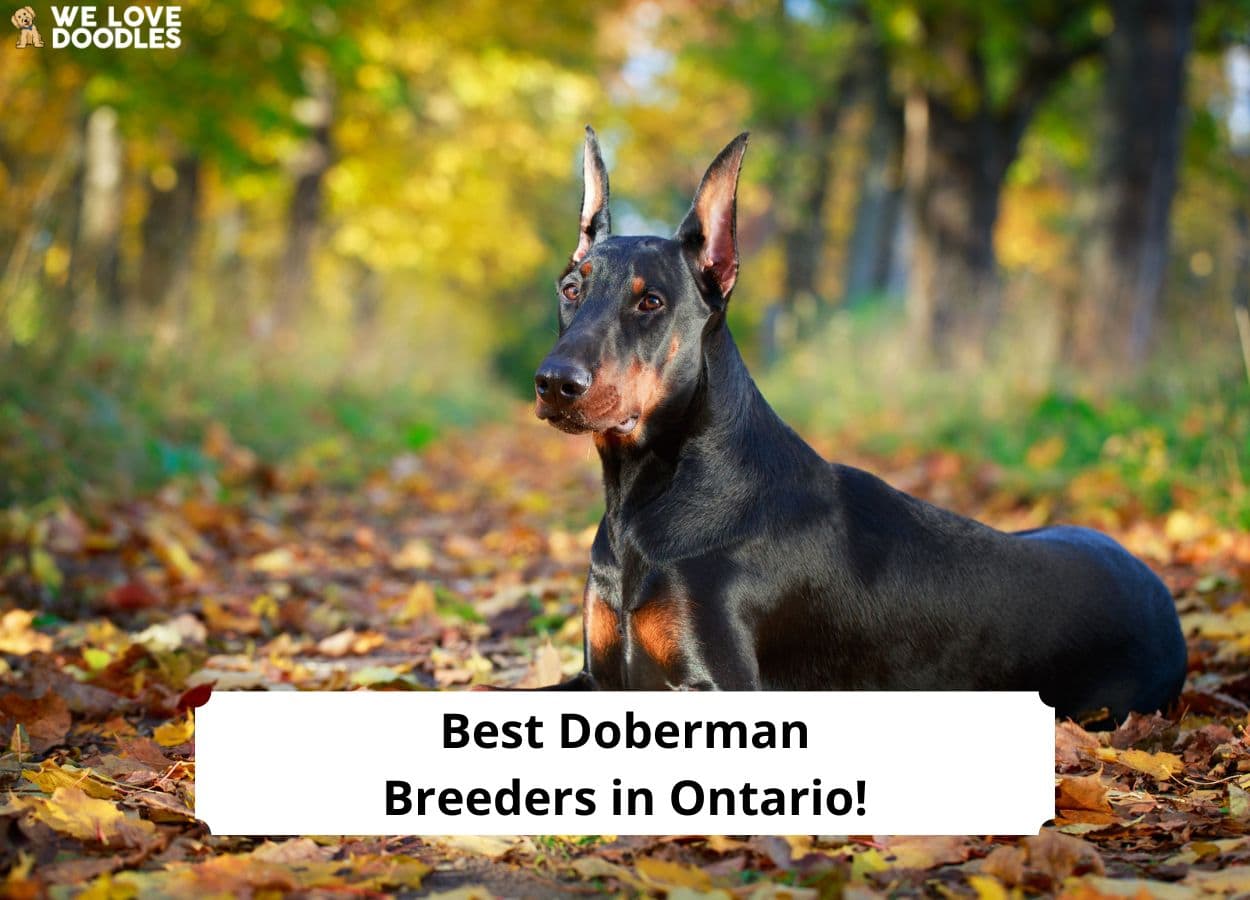 Arket dobermans hot sale