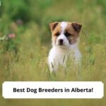 Best-Dog-Breeders-in-Alberta-template