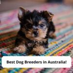 Best-Dog-Breeders-in-Australia-template