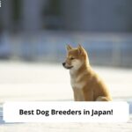 Best-Dog-Breeders-in-Japan-template