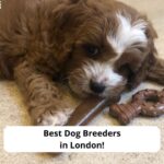 Best-Dog-Breeders-in-London-template