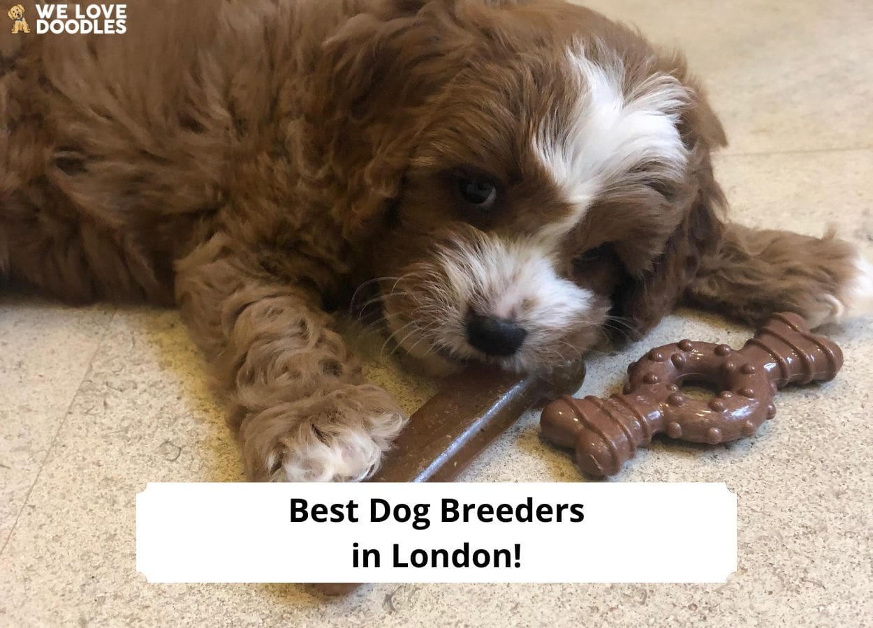 6 Best Dog Breeders in London! (2024) We Love Doodles