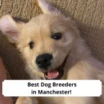 Best-Dog-Breeders-in-Manchester-template