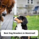 Best-Dog-Breeders-in-Montreal-template