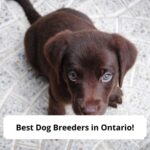 Best-Dog-Breeders-in-Ontario-template