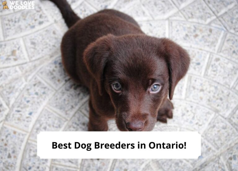 5 Best Dog Breeders In Ontario 2023 We Love Doodles   Best Dog Breeders In Ontario Template 768x553 