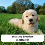 Best-Dog-Breeders-in-Ottawa-template