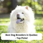 Best-Dog-Breeders-in-Quebec-Top-Picks-template