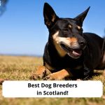 Best-Dog-Breeders-in-Scotland-template