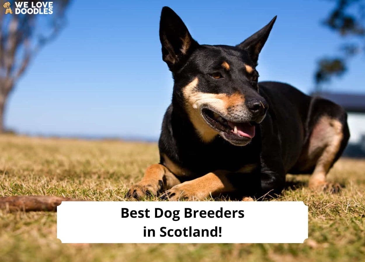 4 Best Dog Breeders in Scotland!
