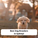 Best-Dog-Breeders-in-Sydney-template
