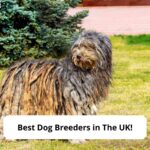 Best-Dog-Breeders-in-The-UK-template