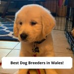 Best-Dog-Breeders-in-Wales-template