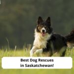 Best-Dog-Rescues-in-Saskatchewan-template