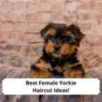 Best-Female-Yorkie-Haircut-Ideas-template