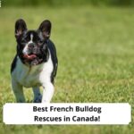 Best-French-Bulldog-Rescues-in-Canada-template