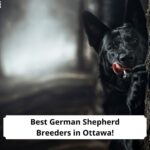 Best-German-Shepherd-Breeders-in-Ottawa-template