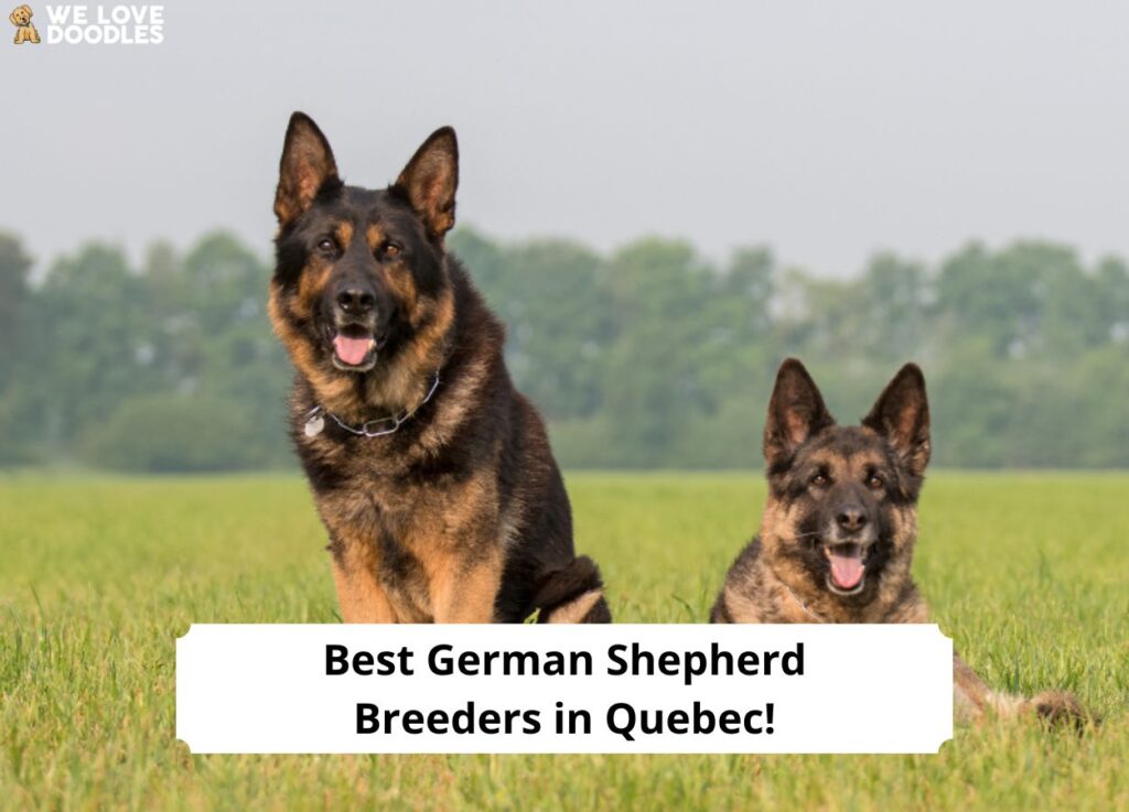 Best-German-Shepherd-Breeders-in-Quebec