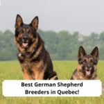Best-German-Shepherd-Breeders-in-Quebec-template