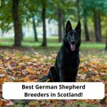 Best-German-Shepherd-Breeders-in-Scotland-template