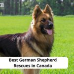 Best German Shepherd Rescues in Canada