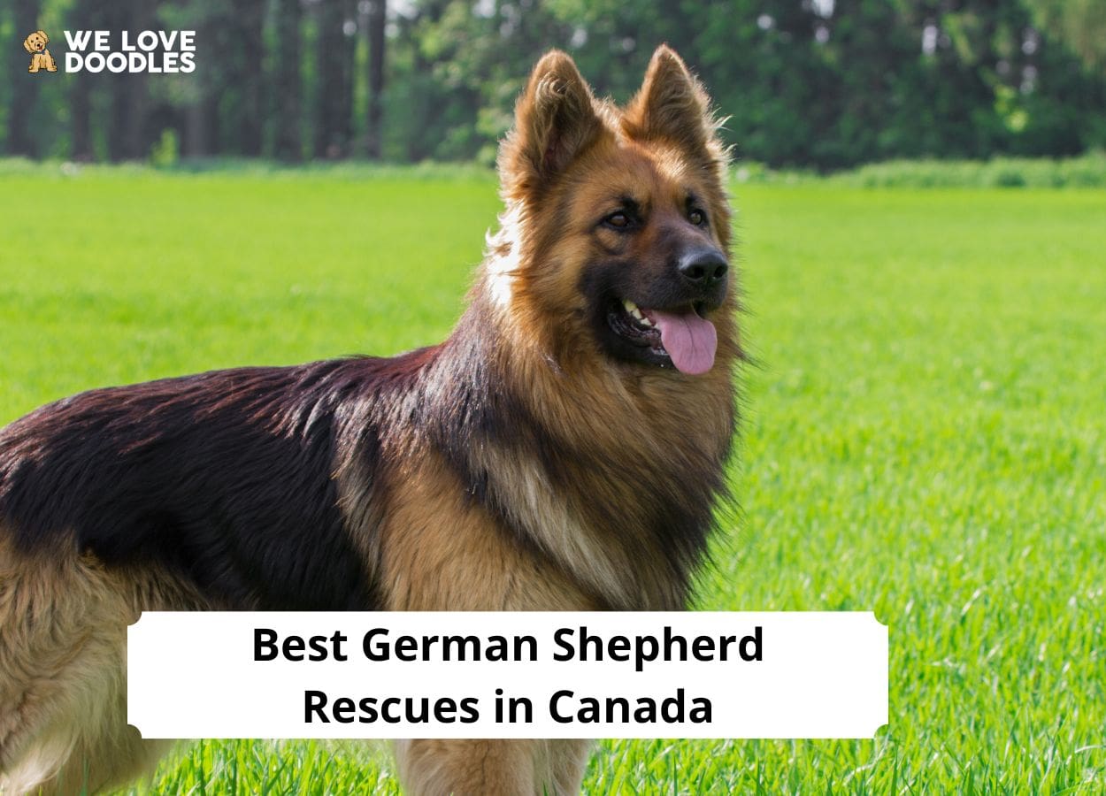 6 Best German Shepherd Rescues In Canada 2024 We Love Doodles   Best German Shepherd Rescues In Canada 