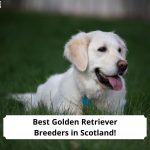 Best-Golden-Retriever-Breeders-in-Scotland-template