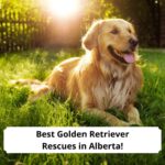 Best-Golden-Retriever-Rescues-in-Alberta-template