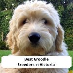Best-Groodle-Breeders-in-Victoria-template