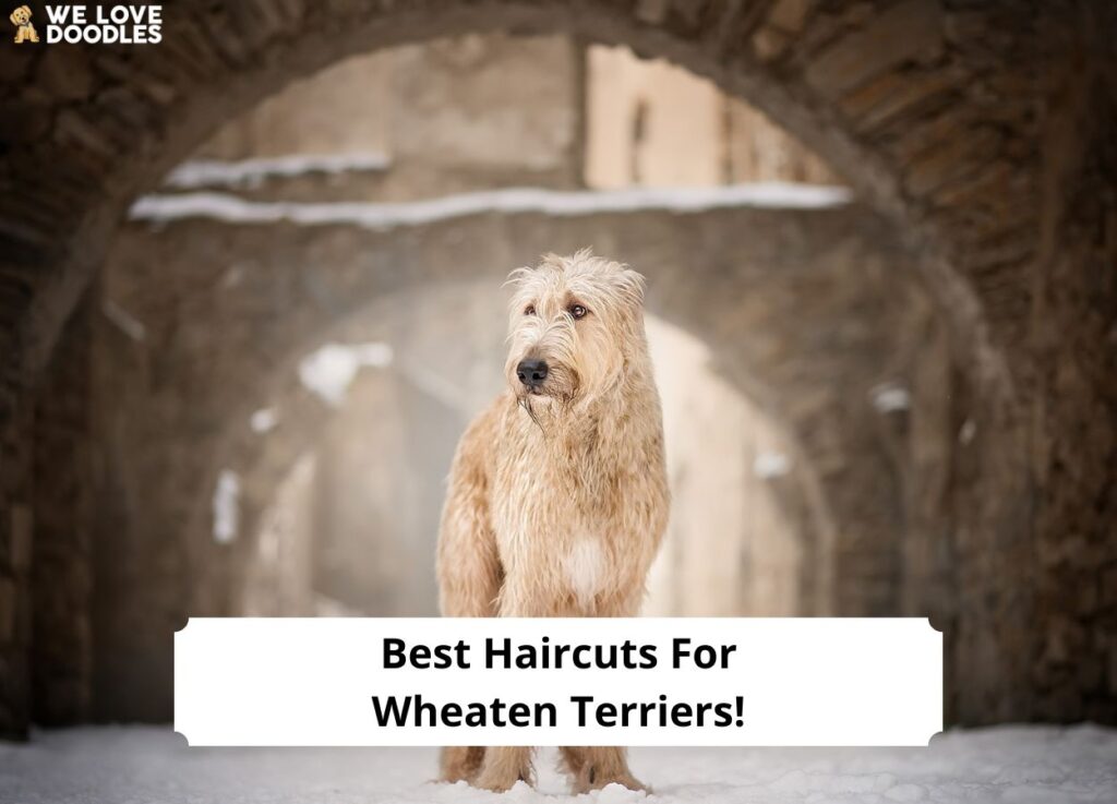 Best-Haircuts-For-Wheaten-Terriers-template