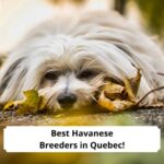 Best-Havanese-Breeders-in-Quebec-template