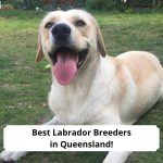 Best-Labrador-Breeders-in-Queensland-template