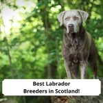 Best-Labrador-Breeders-in-Scotland-template