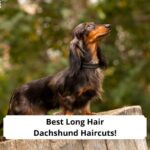 Best-Long-Hair-Dachshund-Haircuts-template