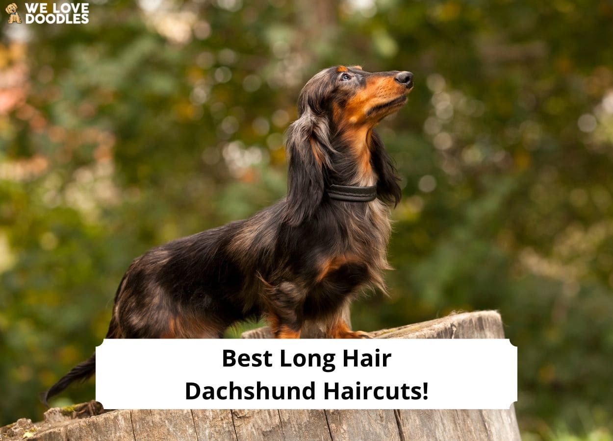 Long haired best sale dachshund grooming styles