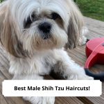 Best-Male-Shih-Tzu-Haircuts-template
