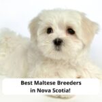 Best-Maltese-Breeders-in-Nova-Scotia-template