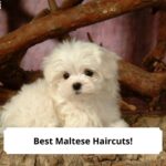 Best-Maltese-Haircuts-template
