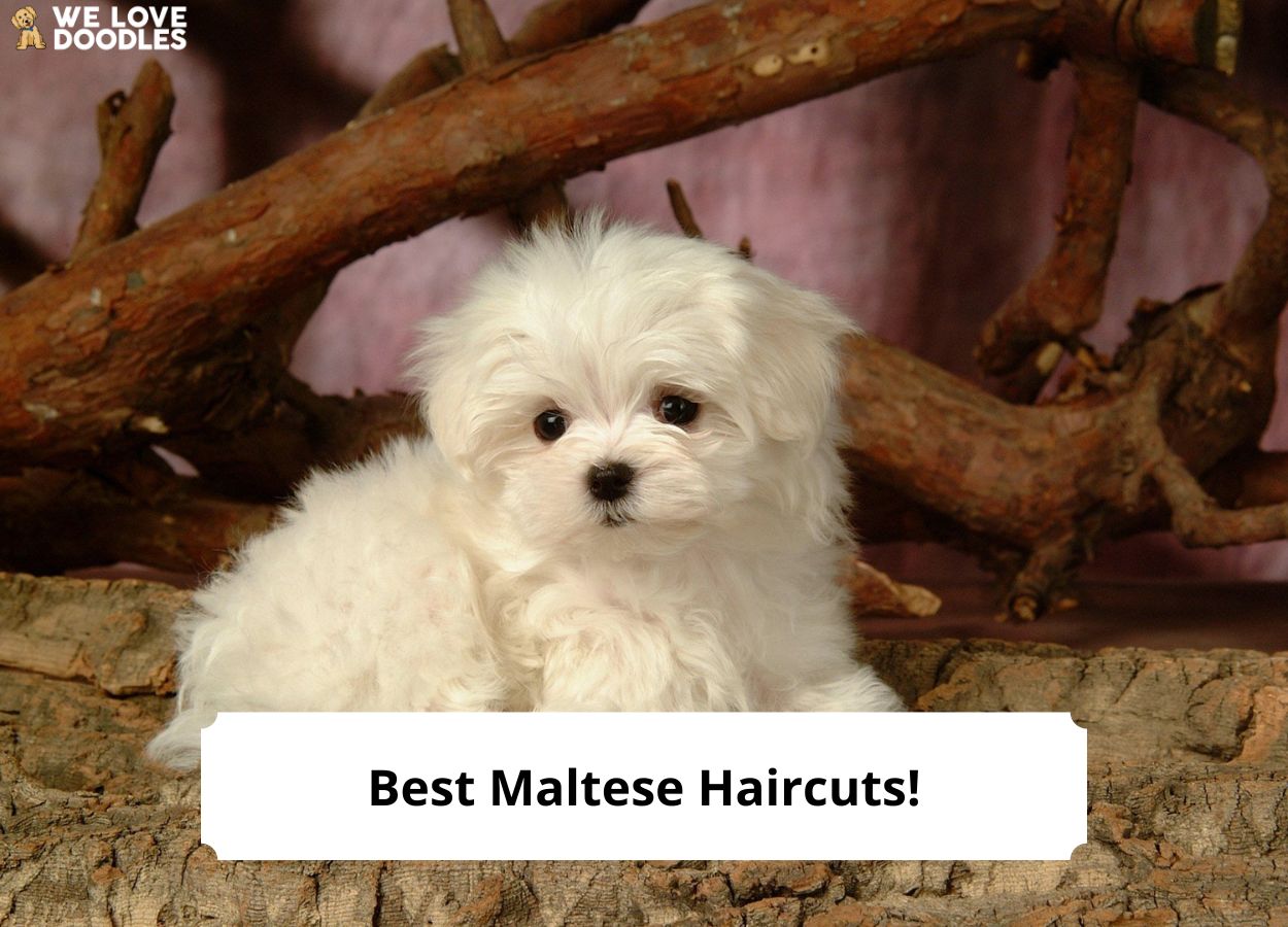 18 Best Maltese Haircuts With Pictures 2023 We Love Doodles 18 Best Maltese Haircuts With Pictures 2023 We Love Doodles