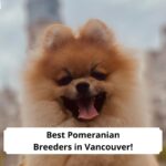 Best-Pomeranian-Breeders-in-Vancouver-template